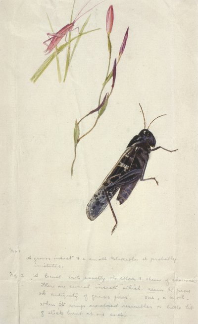 South African Insects by Stephen Briggs Carlil